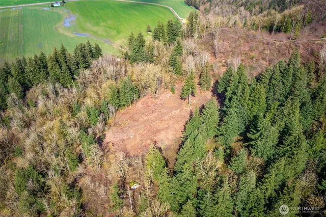 a view of a yard with plants and large trees