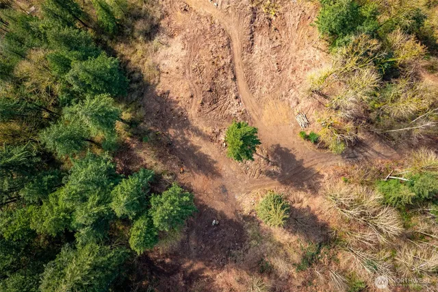 a view of a plants in middle of a forest