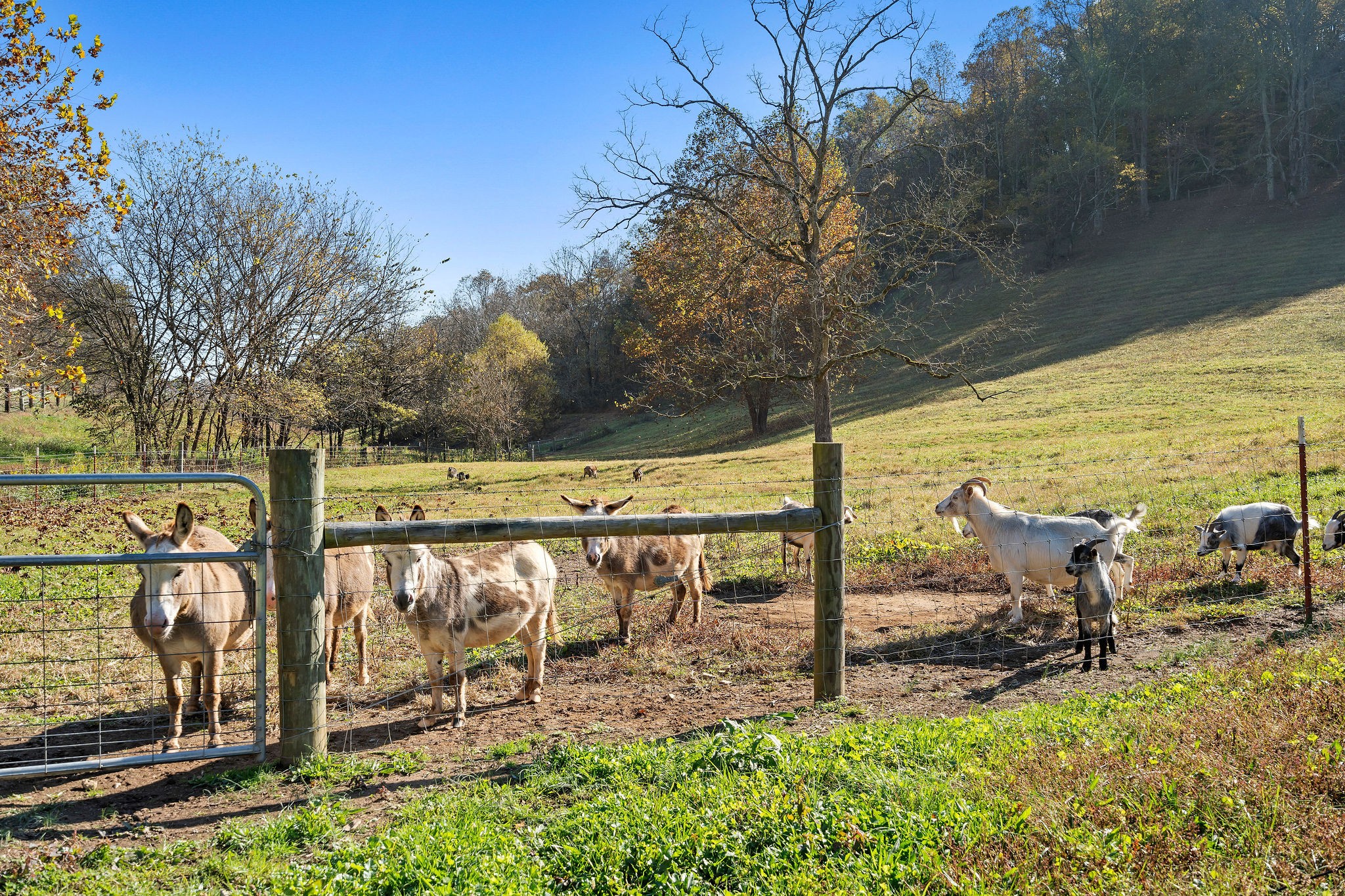 183 Puncheon Camp Lane Bell Buckle, TN 37020 - Photo 36 of 51