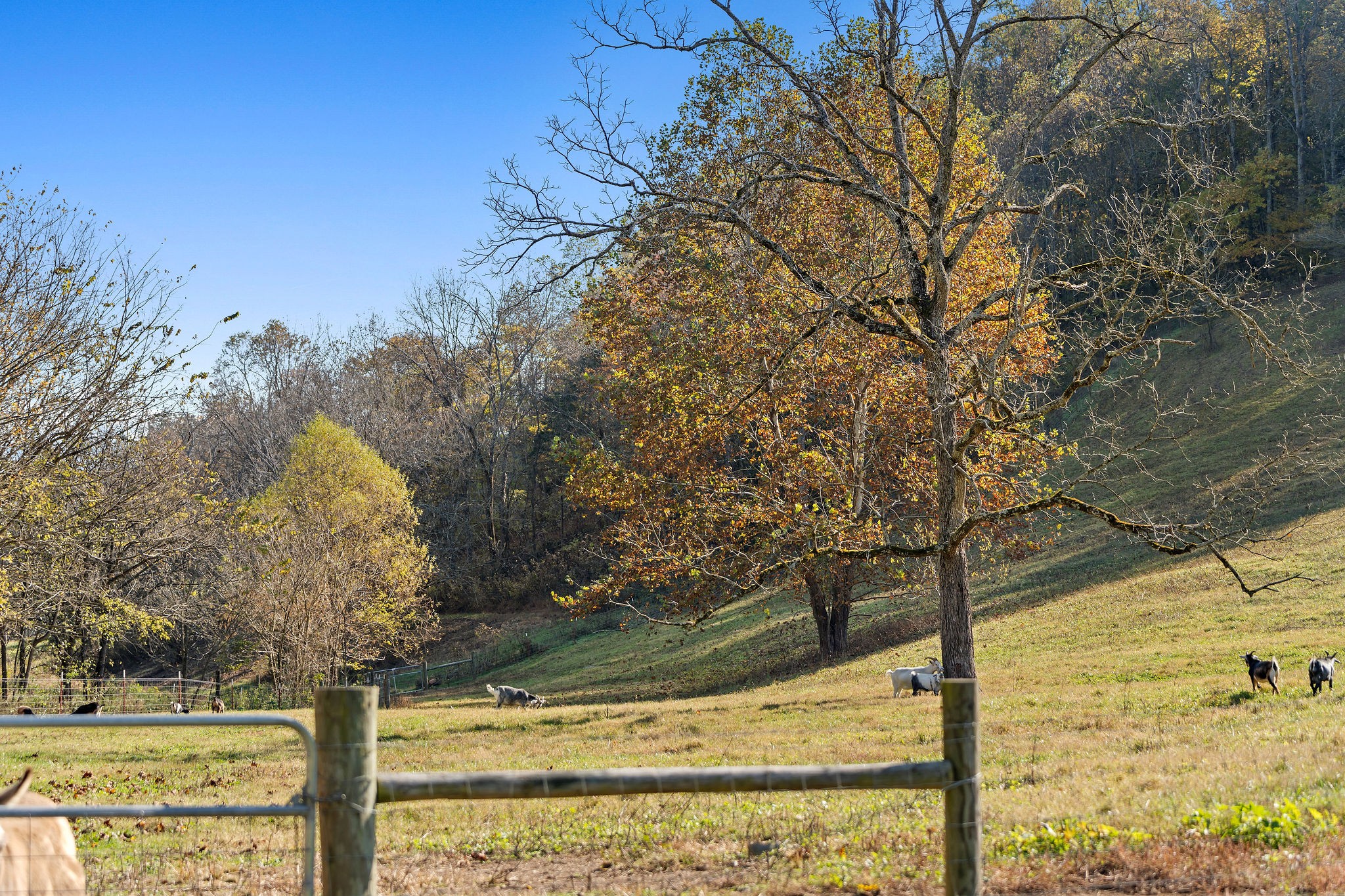 183 Puncheon Camp Lane Bell Buckle, TN 37020 - Photo 40 of 51