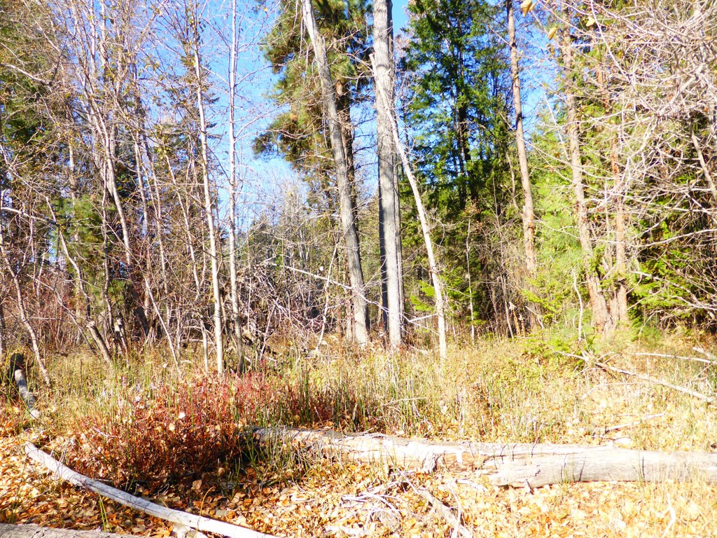 59 Lost River Road Mazama, WA 98833 - Photo 4 of 22 Gallery Image 4