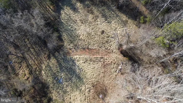 a view of a forest with large trees