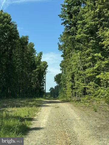 a view of a lush green forest