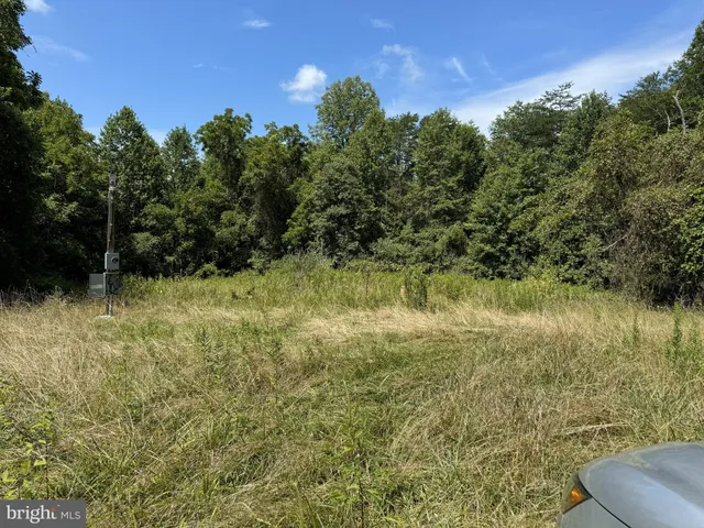a view of a forest with a tree