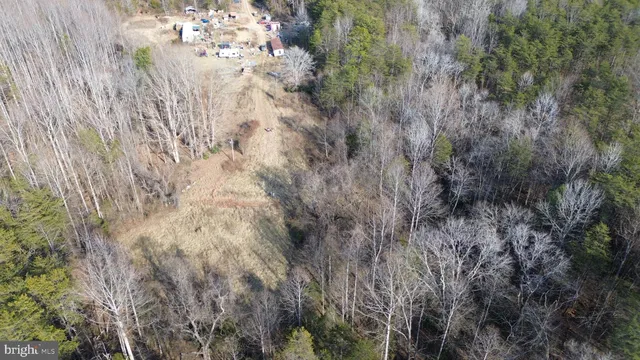 a view of a forest that has a tree