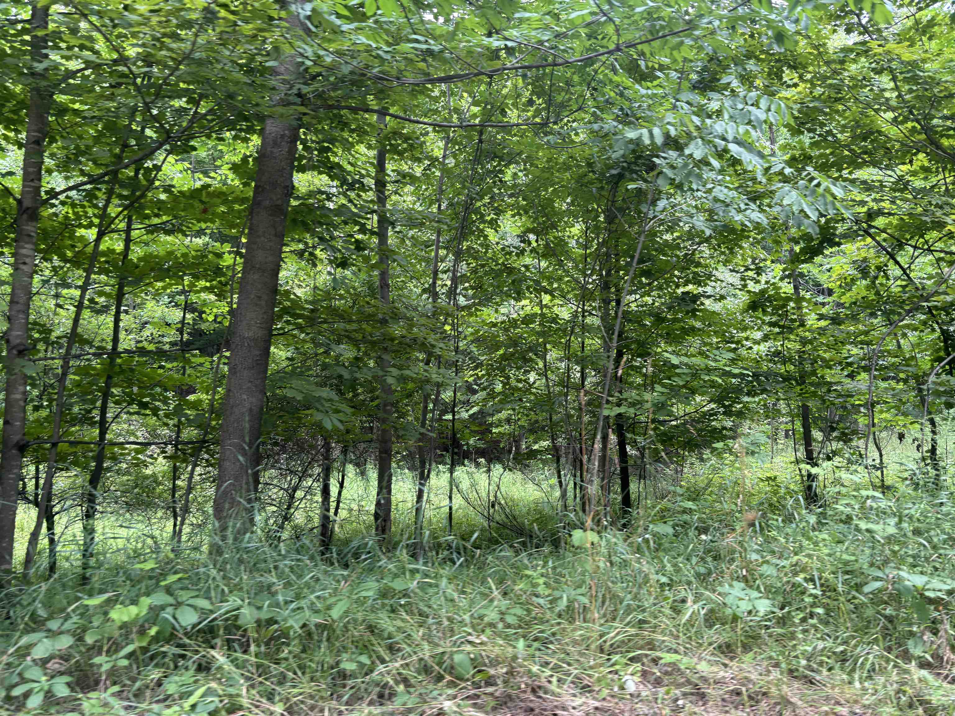 0 Antrim Dells Road Ellsworth, MI 49729 - Photo 5 of 14 1948821-bfb05f90-feca-4d9e-a9f9-3d8a832b9635.JPG