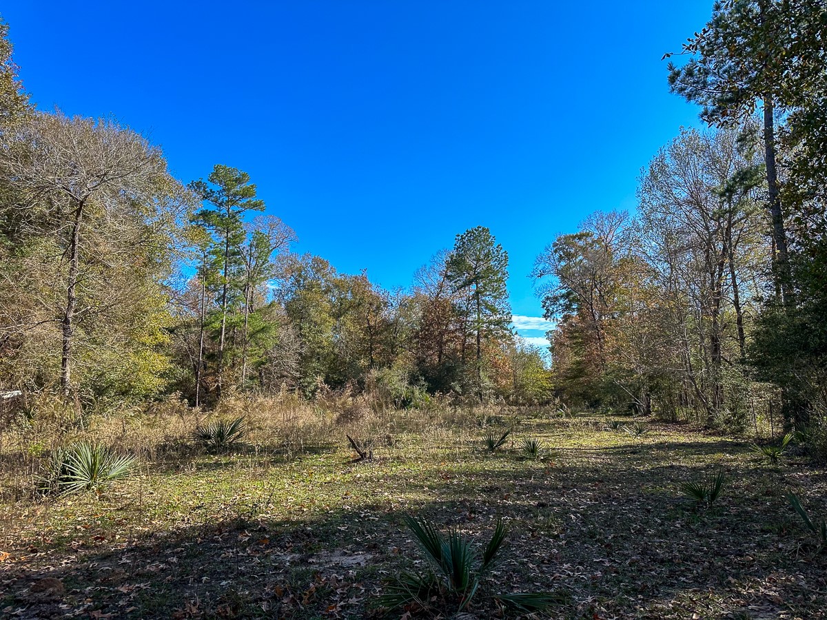 0 Fm 1374 Huntsville, TX 77340 - Photo 16 of 18 a view of a yard with an trees