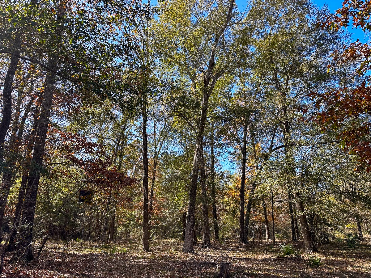 0 Fm 1374 Huntsville, TX 77340 - Photo 17 of 18 a view of a forest with trees
