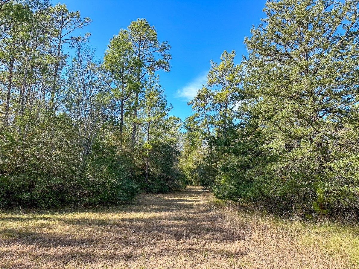 0 Fm 1374 Huntsville, TX 77340 - Photo 2 of 18