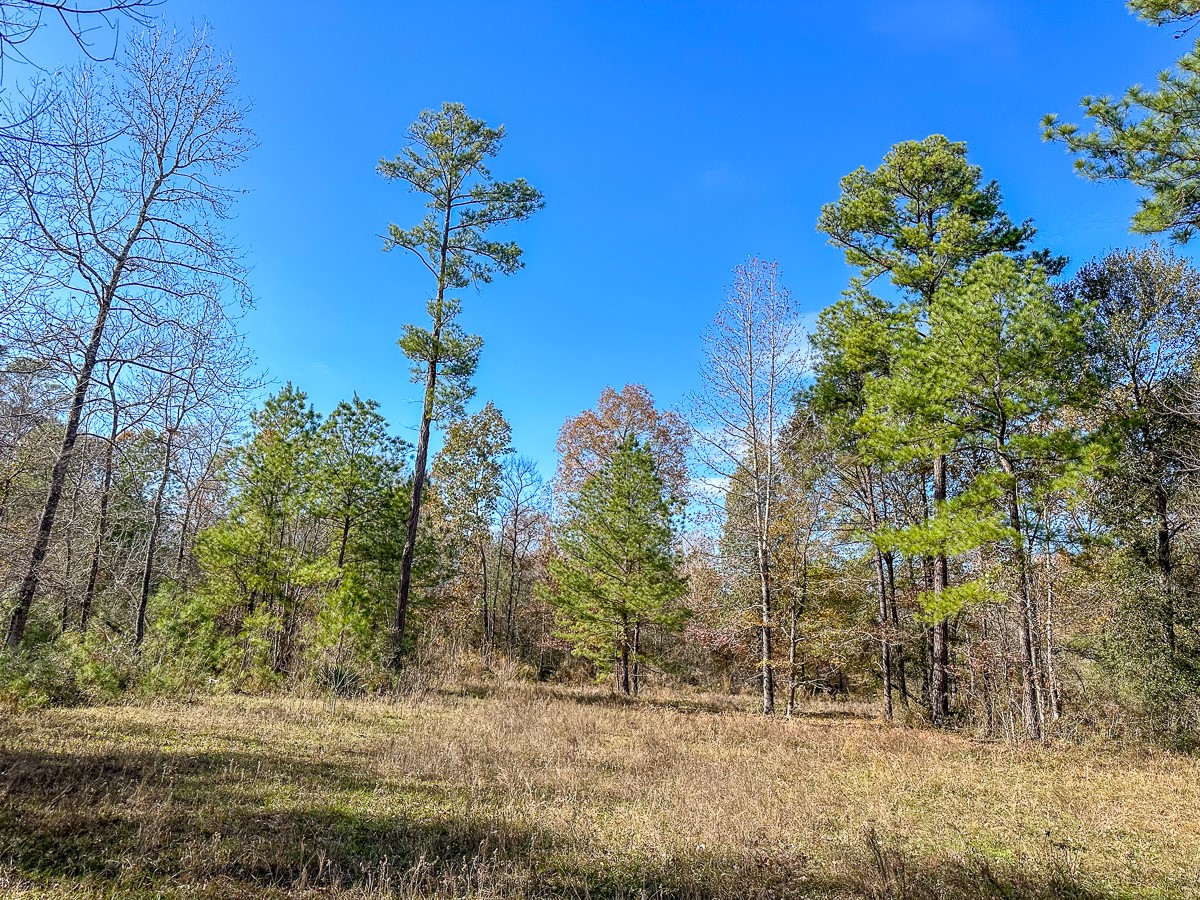 0 Fm 1374 Huntsville, TX 77340 - Photo 3 of 18 a front view of a house with lots of trees