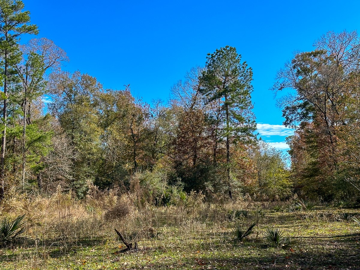 0 Fm 1374 Huntsville, TX 77340 - Photo 4 of 18