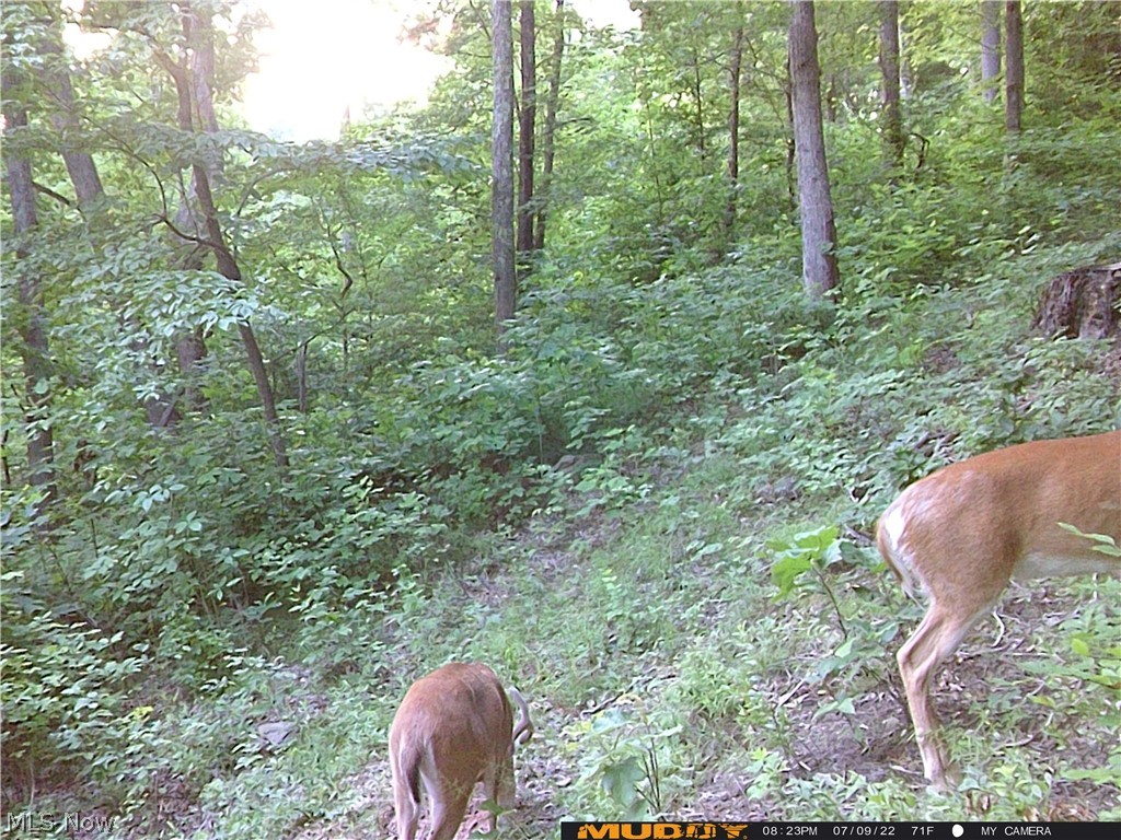 Campbell Road Freeport, OH 43973 - Photo 19 of 33 Gallery Image 19