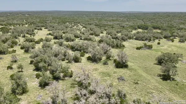 a view of a forest with a yard and trees