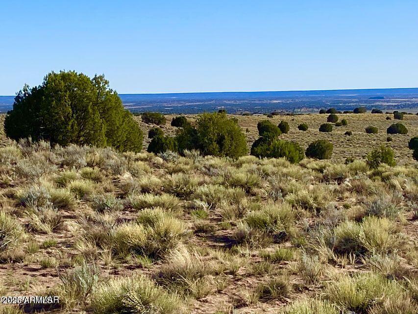 River River Meadows Ranch Snowflake, AZ 85937 - Photo 13 of 22 a view of a large tree