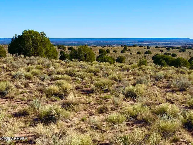 a view of a dry yard