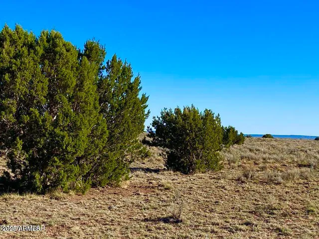 a view of a dry yard with trees