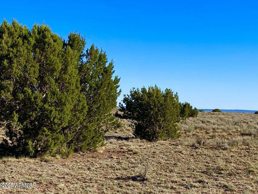 River River Meadows Ranch Snowflake, AZ 85937 - Photo 7 of 22 a view of a dry yard with trees