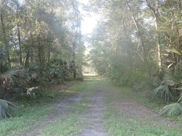 a view of a forest with trees