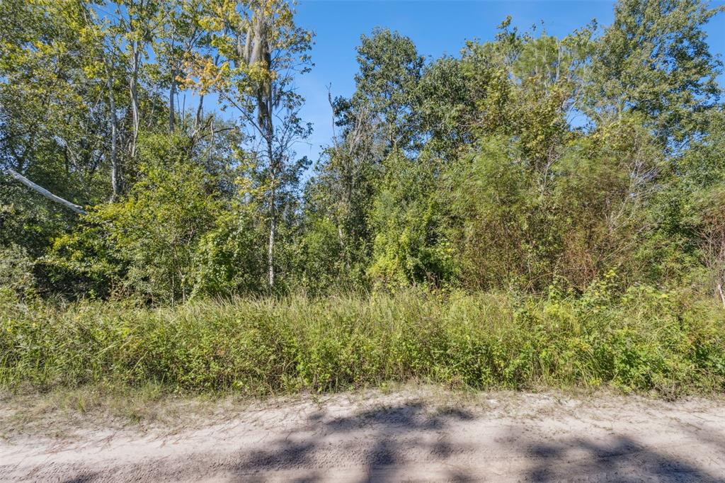 18 Kelly Ridge Road Frostproof, FL 33843 - Photo 5 of 9 a view of a forest with a tree