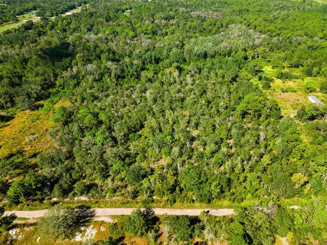 a view of a lush green forest