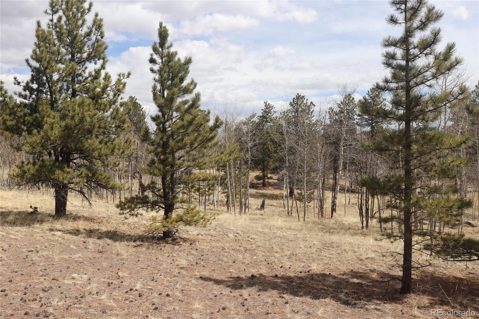 4885 Campfire Road Hartsel, CO 80449 - Photo 1 of 20 a view of outdoor space with trees