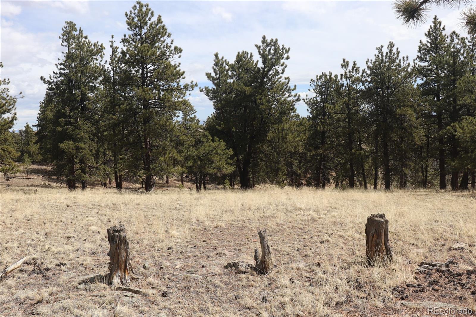 4885 Campfire Road Hartsel, CO 80449 - Photo 11 of 20 a view of a yard with a snow