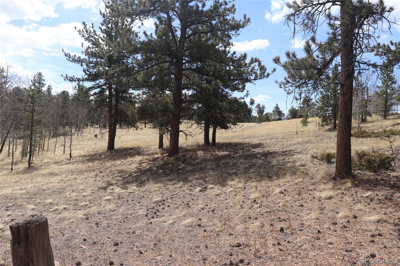 4885 Campfire Road Hartsel, CO 80449 - Photo 13 of 20 a view of a forest with trees in the background