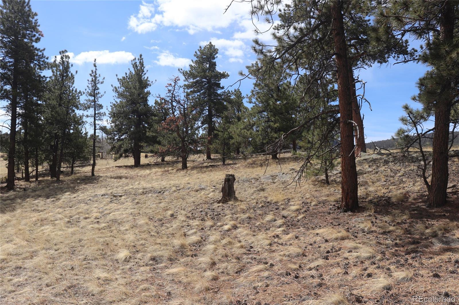 4885 Campfire Road Hartsel, CO 80449 - Photo 5 of 20 a view of outdoor space with trees