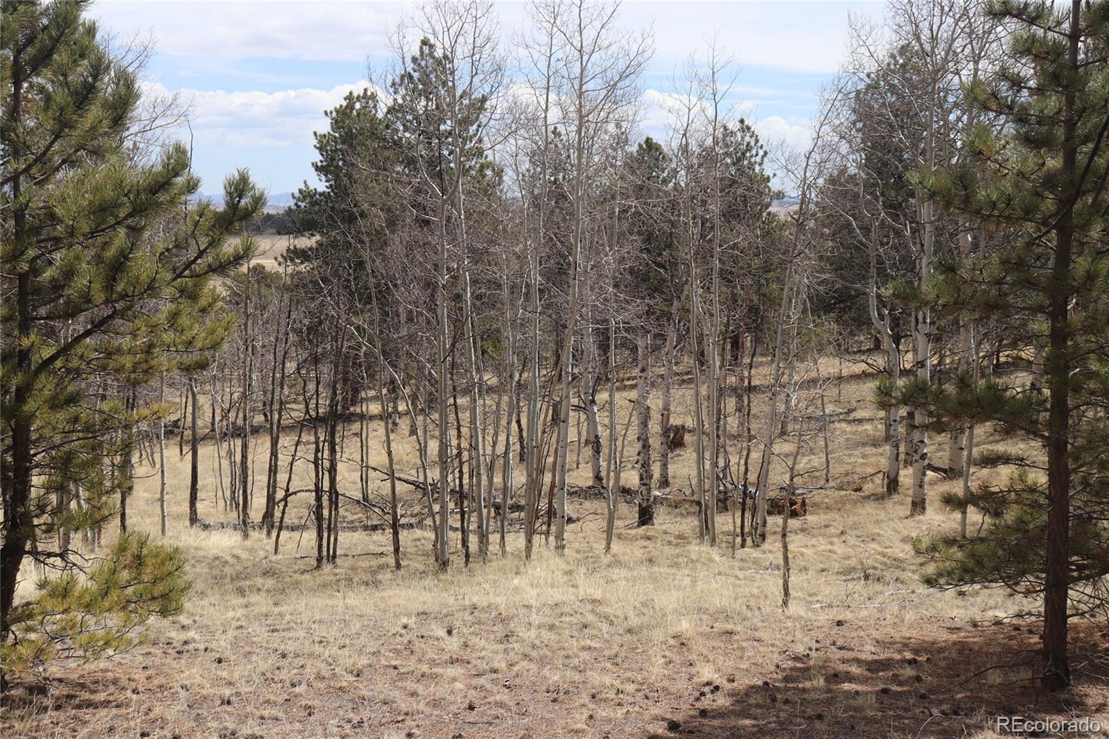 4885 Campfire Road Hartsel, CO 80449 - Photo 6 of 20 a view of yard