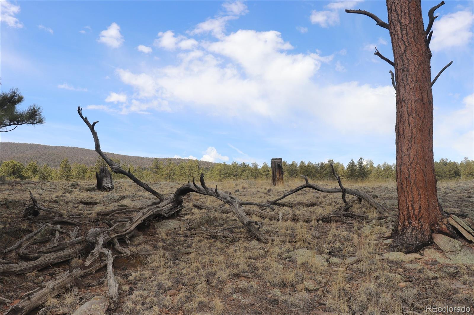 4885 Campfire Road Hartsel, CO 80449 - Photo 8 of 20 a view of a dry yard with lots of trees