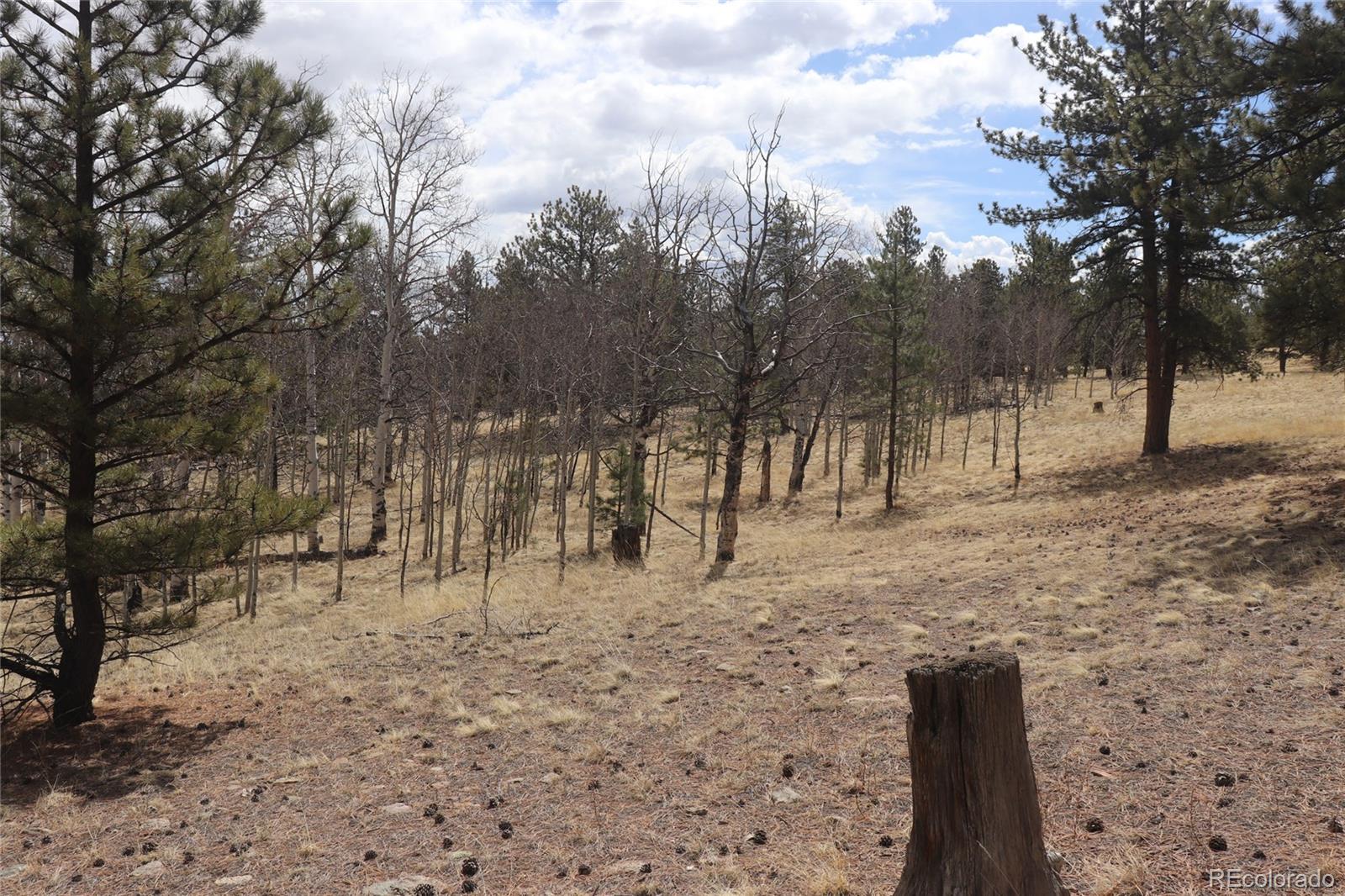 4885 Campfire Road Hartsel, CO 80449 - Photo 9 of 20 a view of a yard with trees in the background