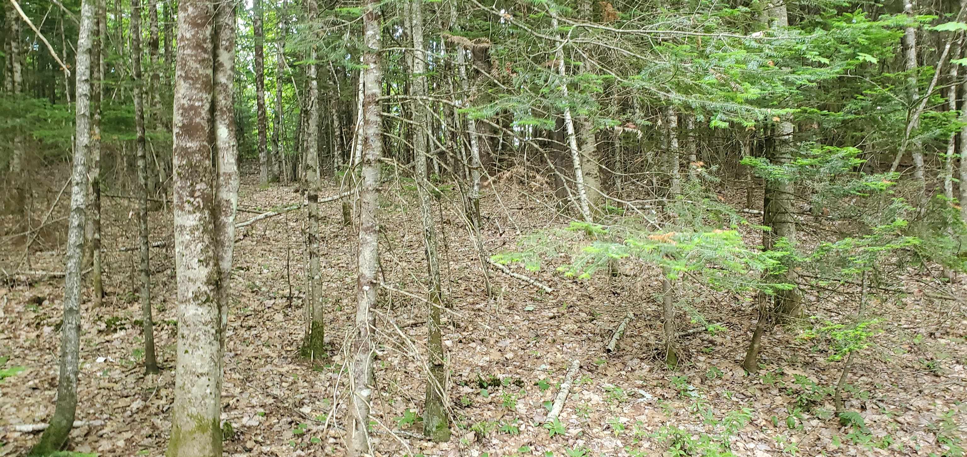 0 Bobbin Mill Road Lyman, NH 03585 - Photo 20 of 28