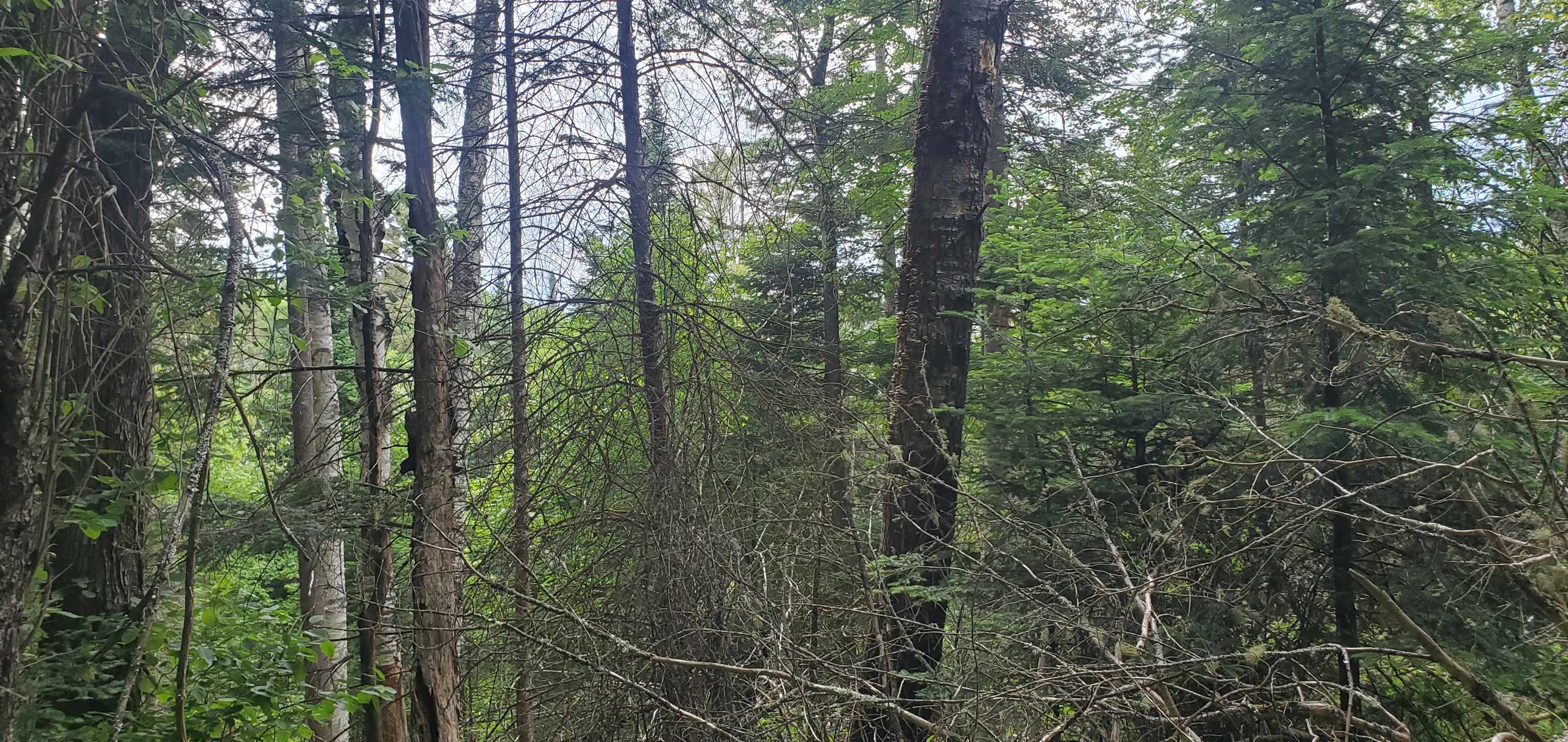 0 Bobbin Mill Road Lyman, NH 03585 - Photo 21 of 28