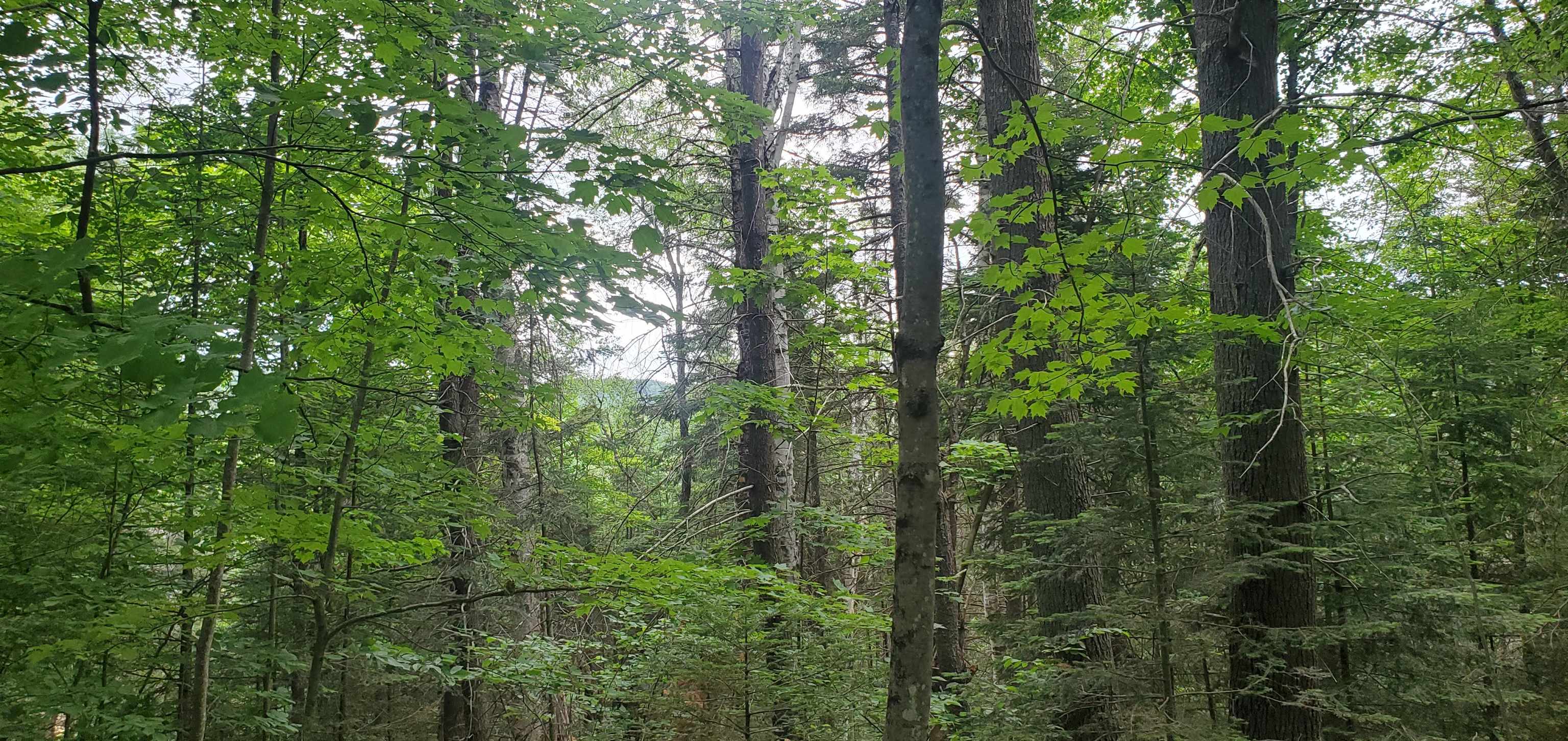 0 Bobbin Mill Road Lyman, NH 03585 - Photo 24 of 28