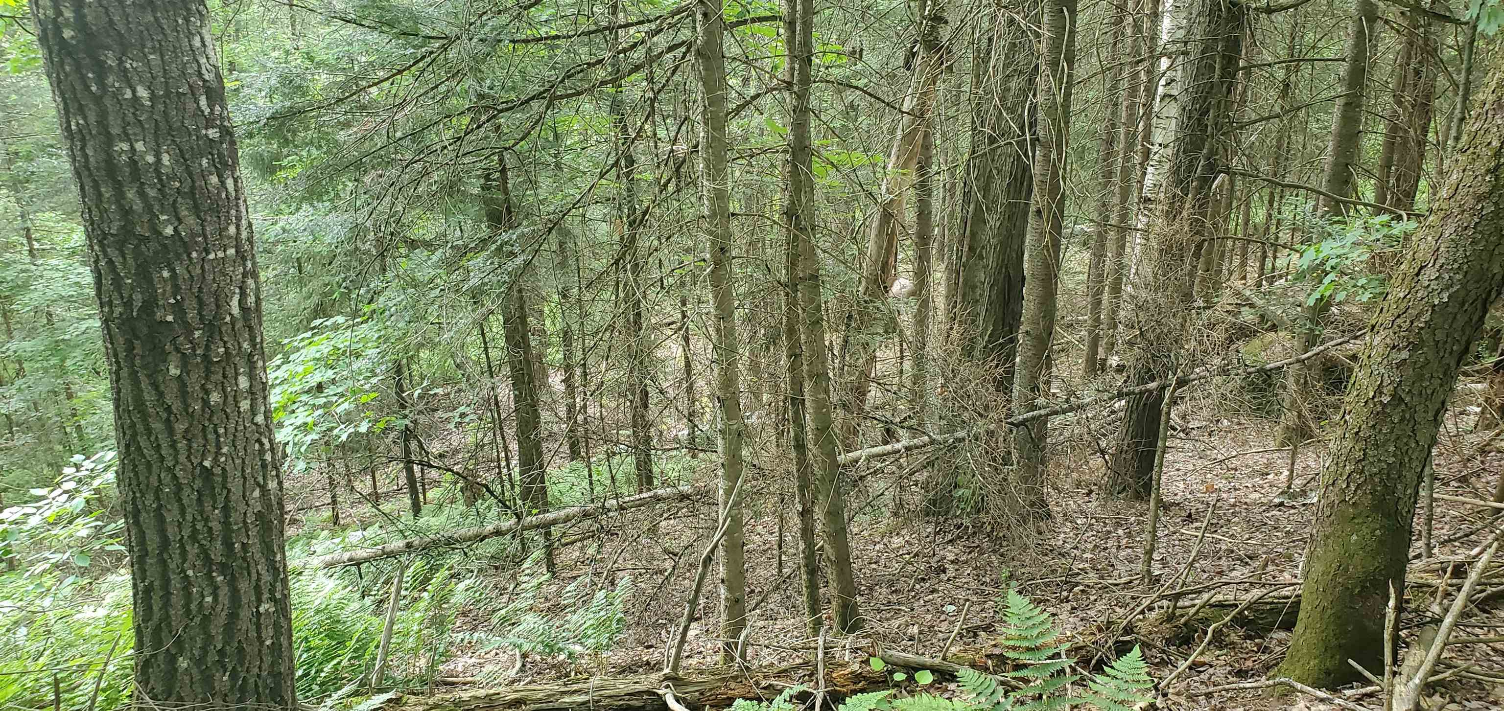0 Bobbin Mill Road Lyman, NH 03585 - Photo 6 of 28
