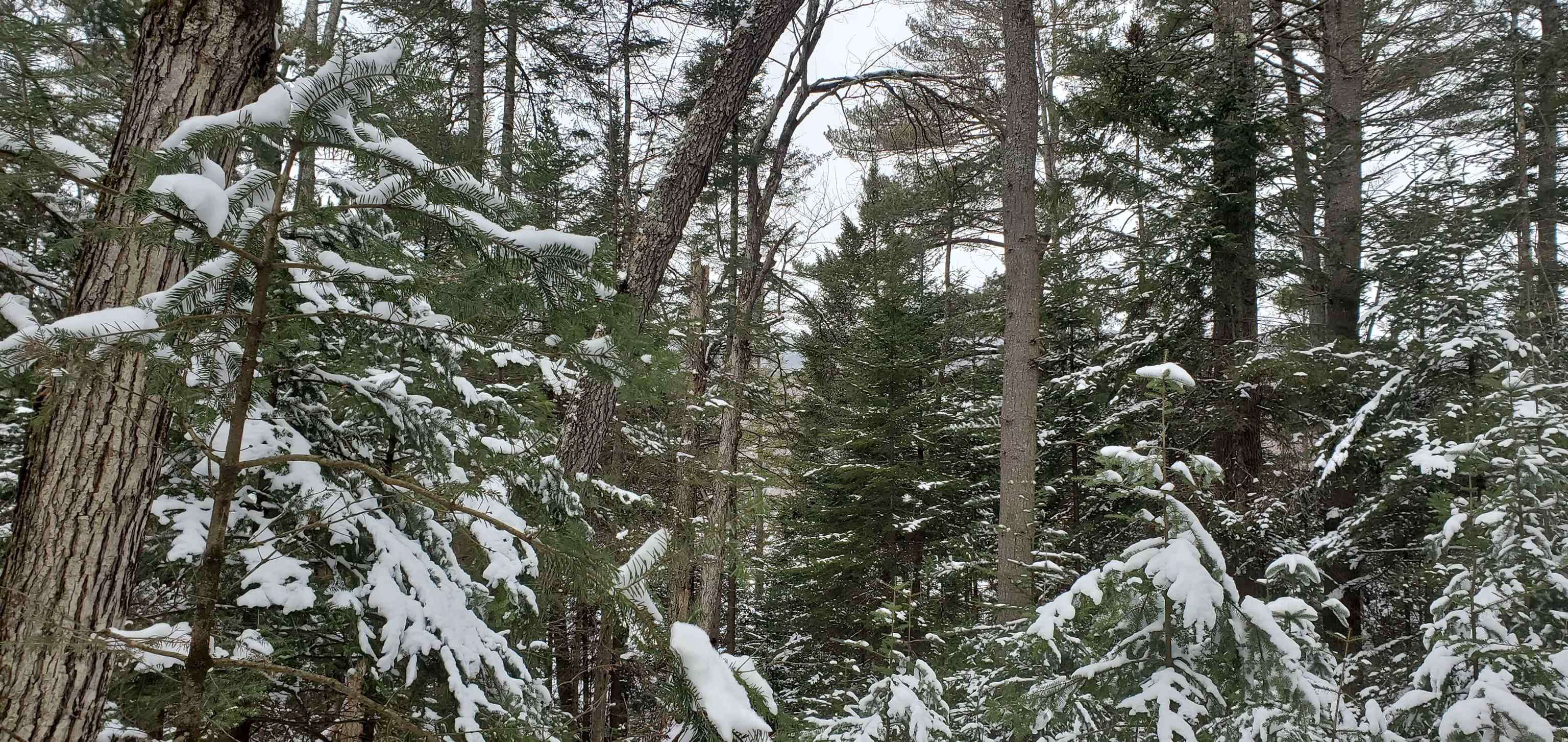 0 Bobbin Mill Road Lyman, NH 03585 - Photo 10 of 28