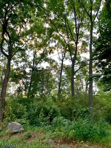 a view of a lush green forest