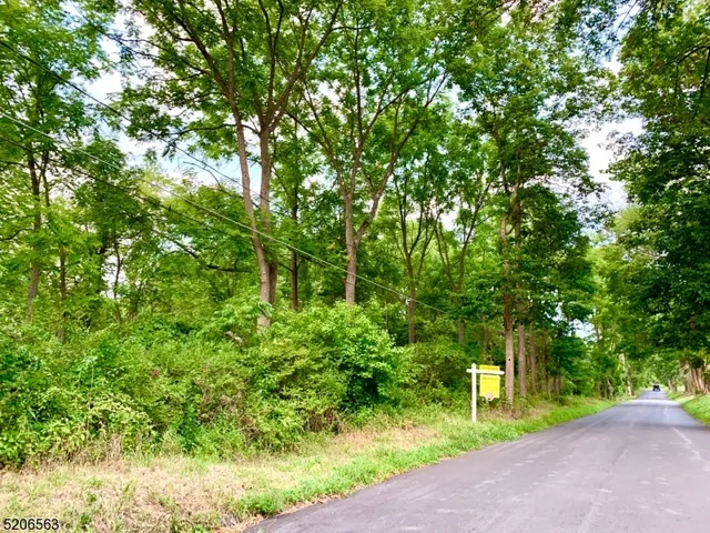 a view of a yard with plants and large trees