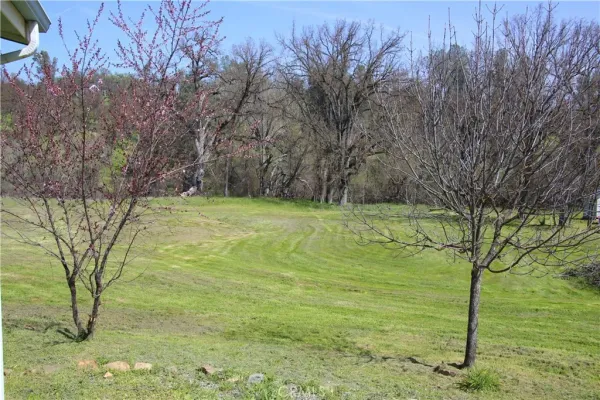 a view of a yard with a tree