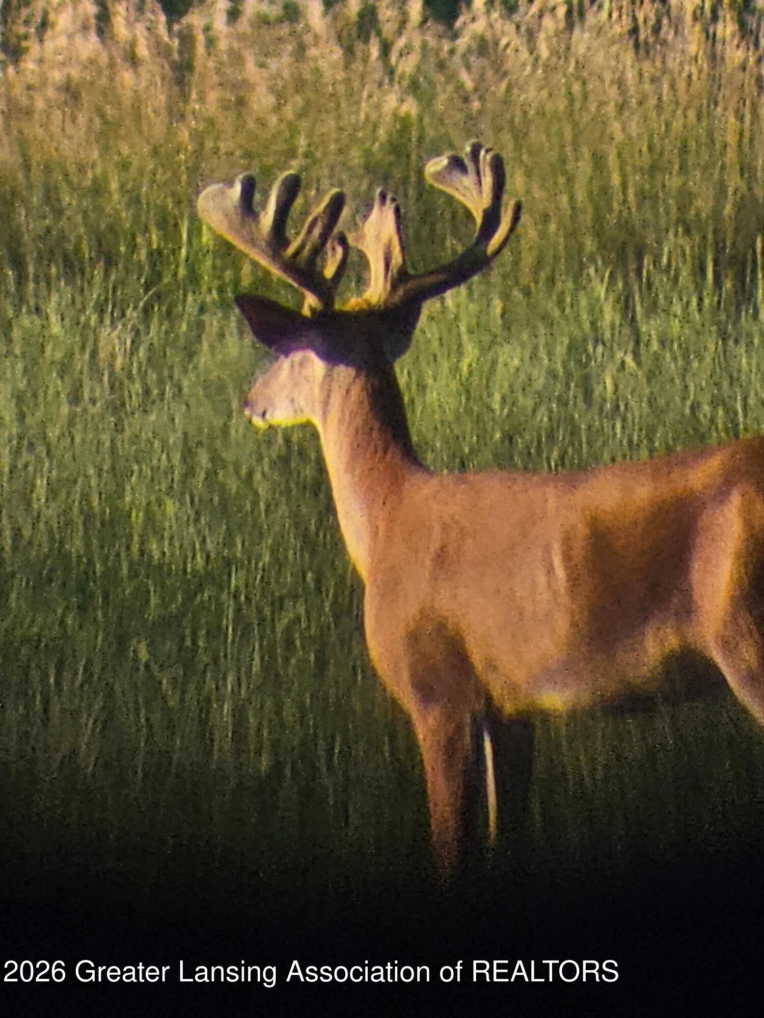 2426 East Colony Road St. Johns, MI 48879 - Photo 29 of 45 Deer
