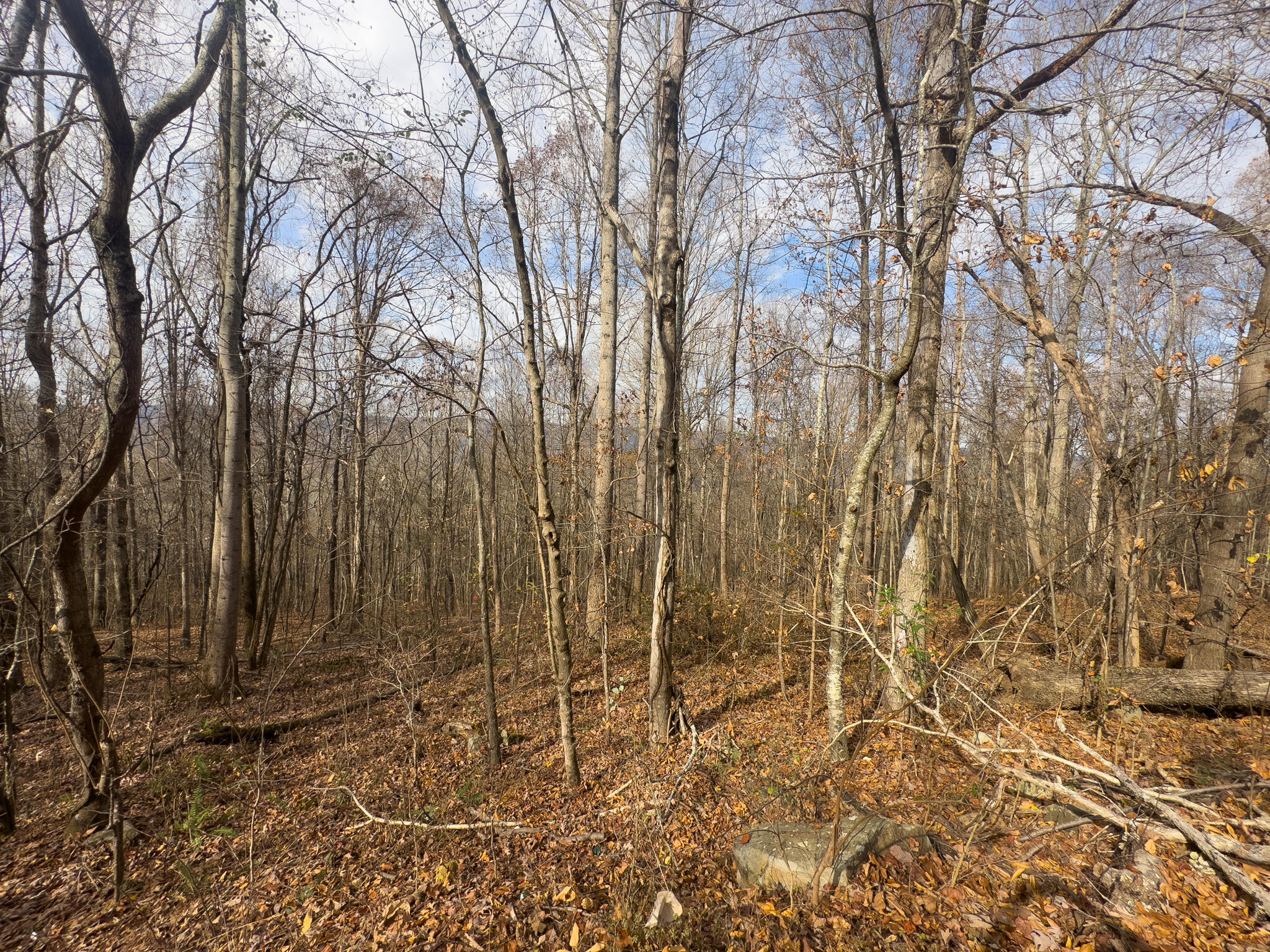 0 Highway 27 Whitwell, TN 37397 - Photo 5 of 19 SuckCreek-6