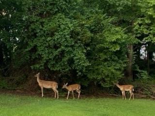 174 Hidden Lane Spring City, TN 37381 - Photo 22 of 25 Wildlife