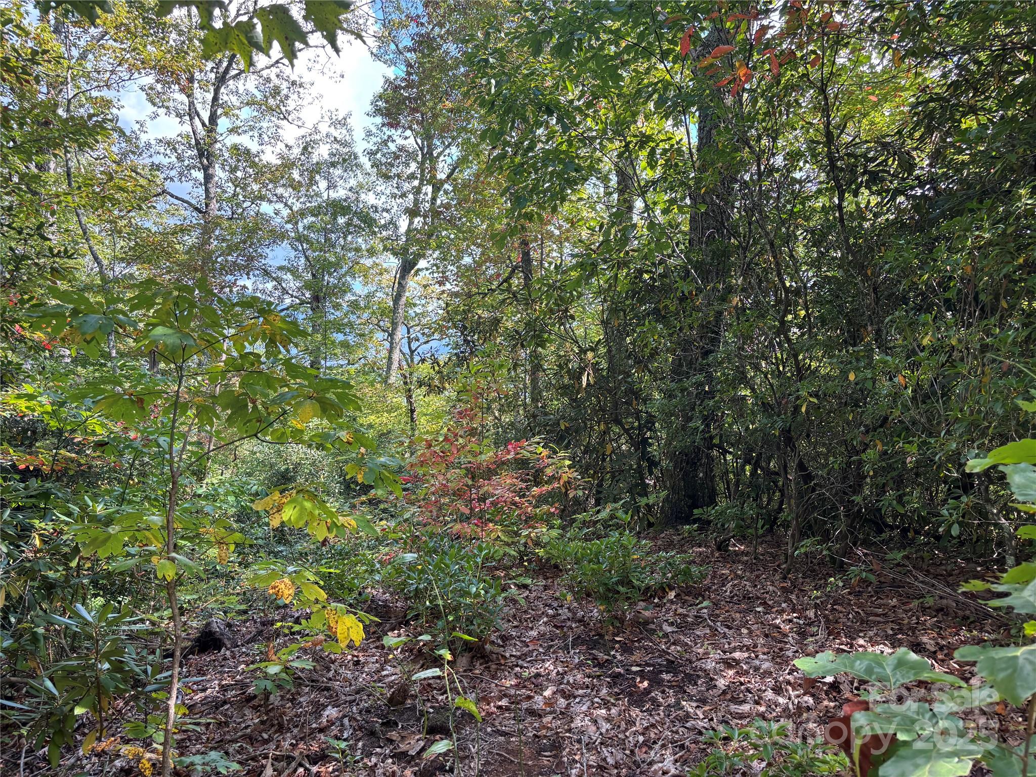 1887 Monteith Branch Road Sylva, NC 28779 - Photo 12 of 35 a view of a garden with plants and large trees