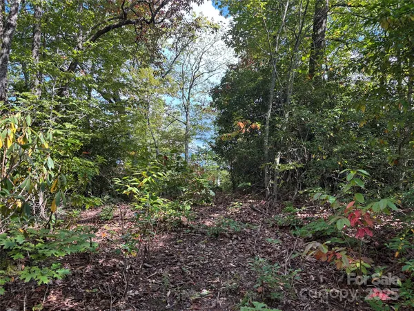 a view of a forest with a tree