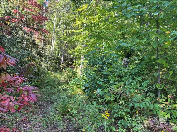 a view of a plants