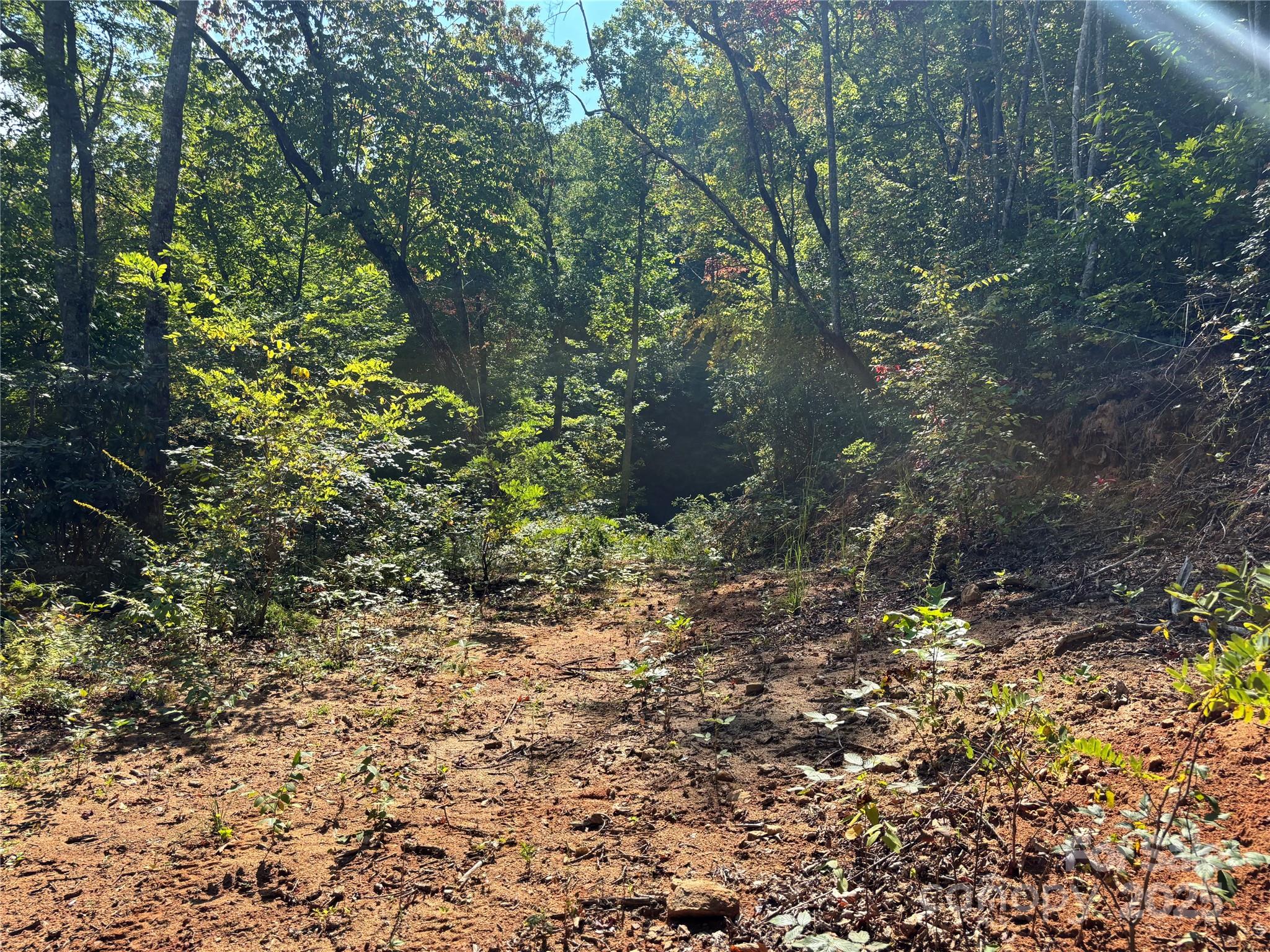 1887 Monteith Branch Road Sylva, NC 28779 - Photo 15 of 35 a plant view in yard