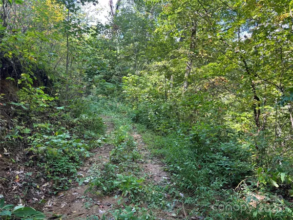 a view of a lush green forest
