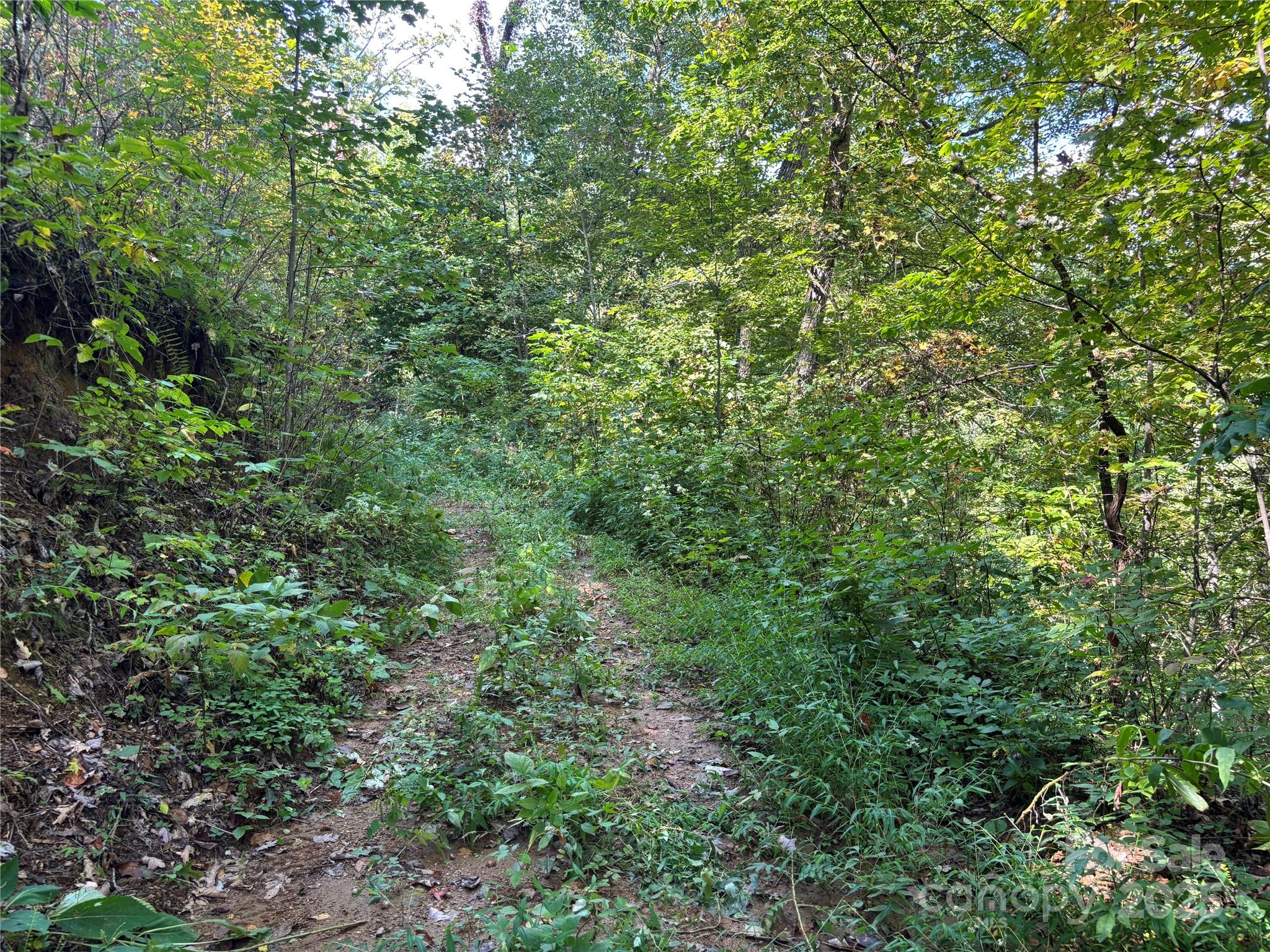 1887 Monteith Branch Road Sylva, NC 28779 - Photo 17 of 35 a view of a lush green forest