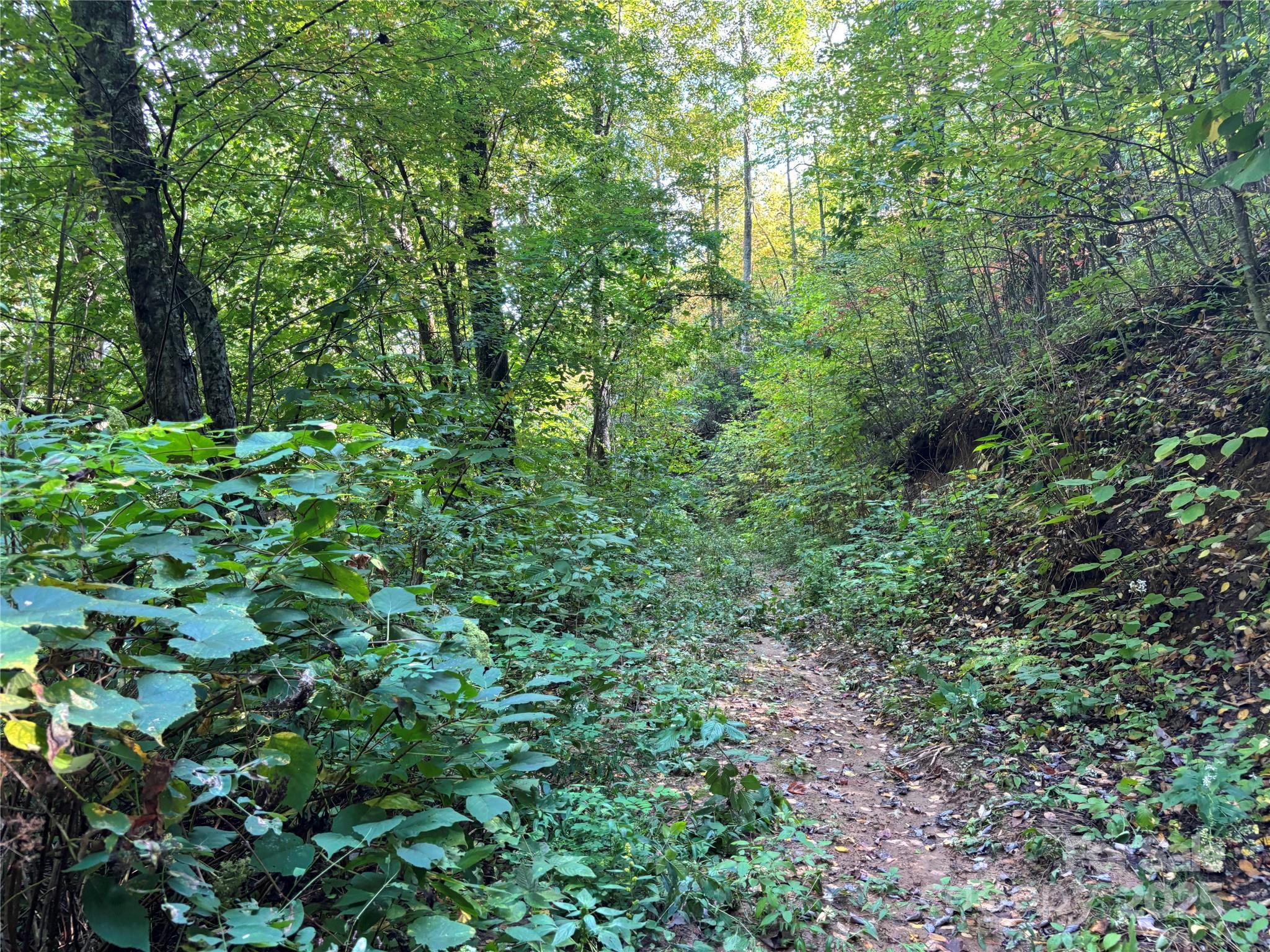 1887 Monteith Branch Road Sylva, NC 28779 - Photo 18 of 35 a view of a lush green forest