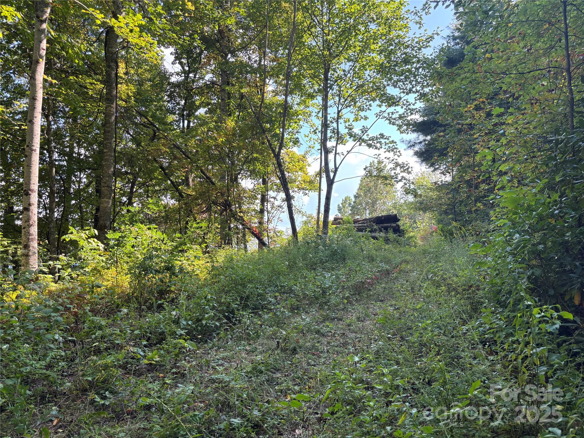 1887 Monteith Branch Road Sylva, NC 28779 - Photo 19 of 35 a view of forest